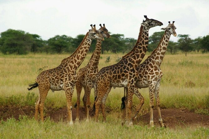 4 Days Nyerere (Selous) - Booking and Cancellation Policies