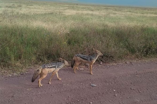 4 Days Private for 4 Pax Ngorongoro & Serengeti - Additional Guidelines