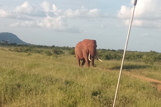 4 Days Safari Amboseli, Tsavo West and Tsavo East - Booking and Cancellation Policy