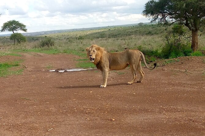 4 Days Safari Experience: Nairobi Park, City Trip And Diani Beach - Safari Experience Details