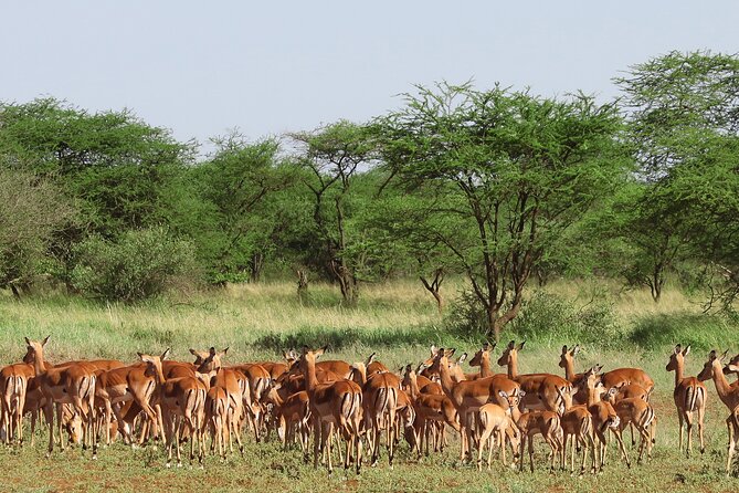 4 Days Safari With Waterfalls and Hot Spring - Cancellation Policy Details