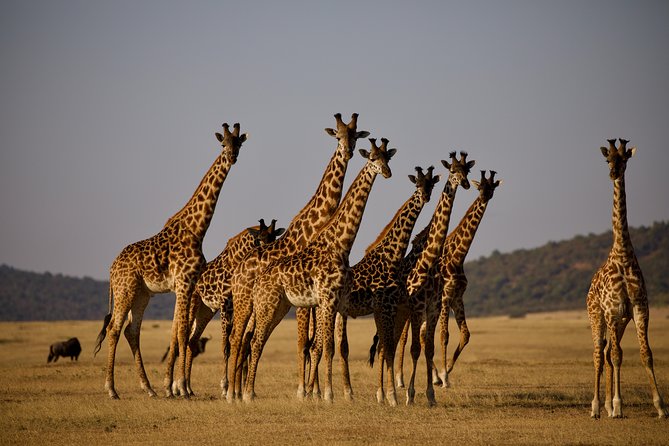4 Days Tanzania Lodge Safaris - Transportation and Pickup Details