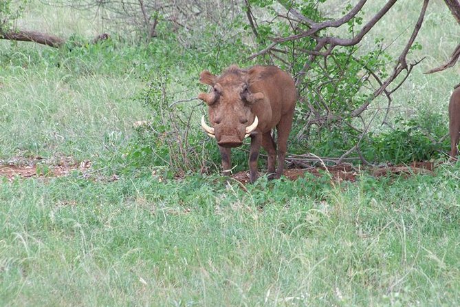 4-Days Tsavo East Tsavo West Amboseli Parks Safari From Nairobi - Booking and Pricing Information