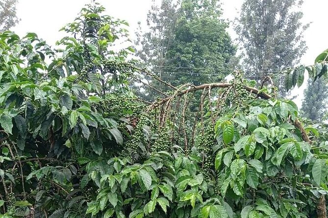 4-Hour Private Coffee Farm Tour In Nairobi - The Sum Up