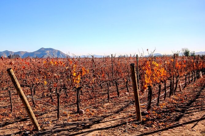 4 Hour Santa Rita Winery All Inclusive Tour for Wine Lover - Booking Your Tour