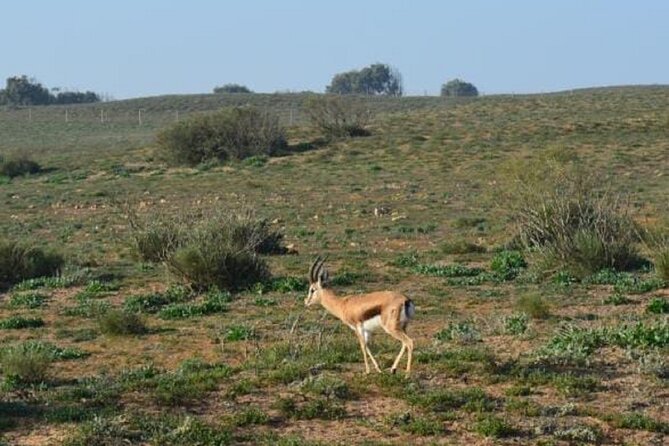 4*4 Jeep Safari & Souss Massa National Park Including Lunch - Cancellation Policy