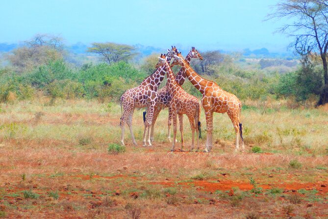 4x4 Land Cruiser Private 3 Day Safari Tour in Meru National Park - The Sum Up