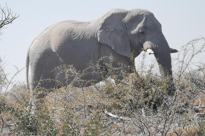 5 Day Etosha National Park Private Guided Safari Tour - Important Notes