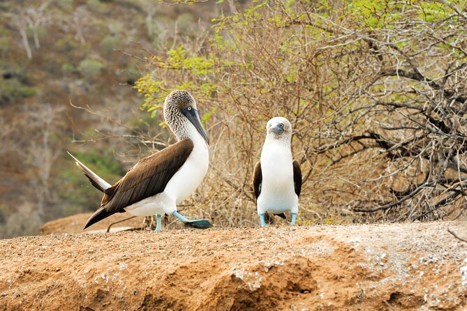 5-Day Galapagos Tour Isabela Highlights - Cabo Rosa & Sierra Negra Volcano - Fees and Additional Costs