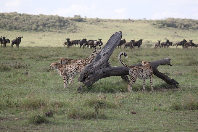 5-Day Maasai Mara Fly In Safari - Important Notes