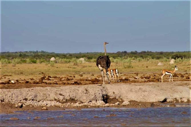 5-Day Mababe Safari - Travel Tips