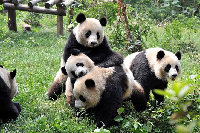 5 Day Natural Panda Paradise Tour in Chengdu - Cancellation Policy