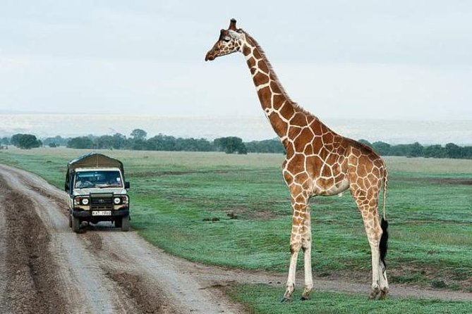 5-Day Ol Pejeta-Lake Nakuru-Masai Mara Private Safari - Booking and Pricing Information