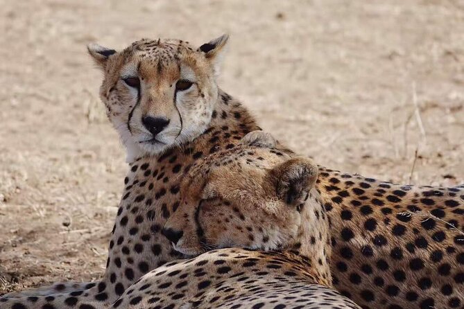 5-Day Private Classic Safari Tour of Ngorongoro and Serengeti - Pricing and Booking Details