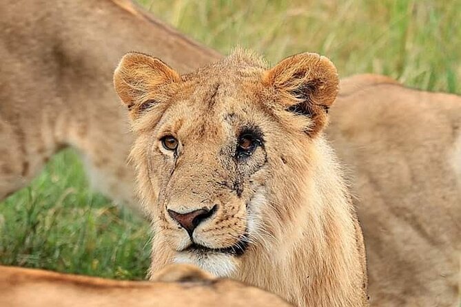 5 Day Private Kidepo Valley Park Safari in Uganda - Frequently Asked Questions