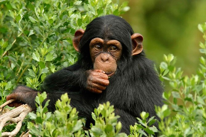 5-Day Private Tour of Kibale and Bwindi Impenetrable National Park - Booking Information