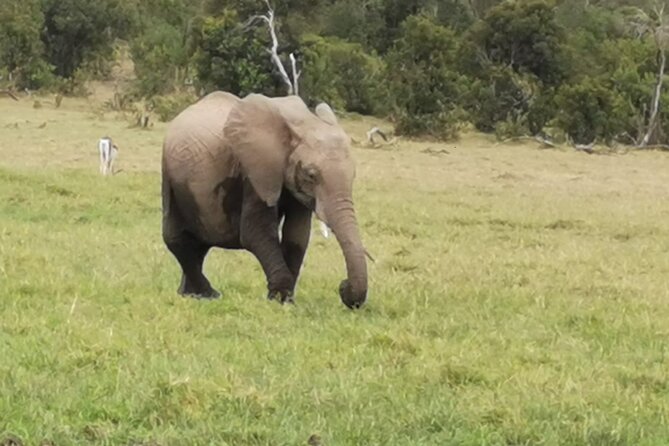 5 Days Amboseli, Lake Nakuru and Masai Mara Safari - Pickup Logistics