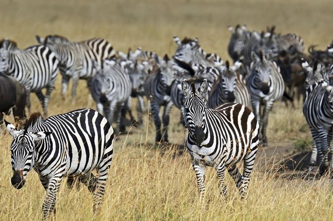 5 Days Camping Budget Safari to Manyara Serengeti and Ngorongoro National Parks - Price, Booking, and Cancellation Policy