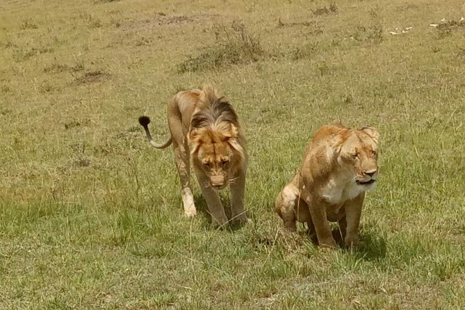 5 Days Kenya Adventurous Safari - Booking and Pricing Information