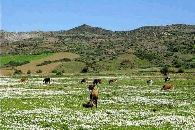 5-Days Private Atlas Mountains Trek From Marrakech - Accommodations and Meals