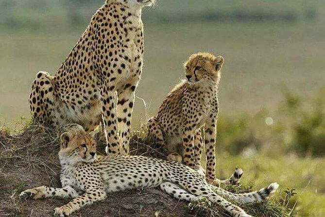 5 Days Shimba Hills, Tsavo East/West Amboseli Safari - Frequently Asked Questions