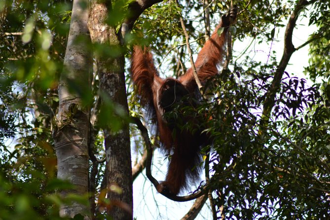 5 Days Truly Orangutan Wildlife Jungle Trail - Frequently Asked Questions