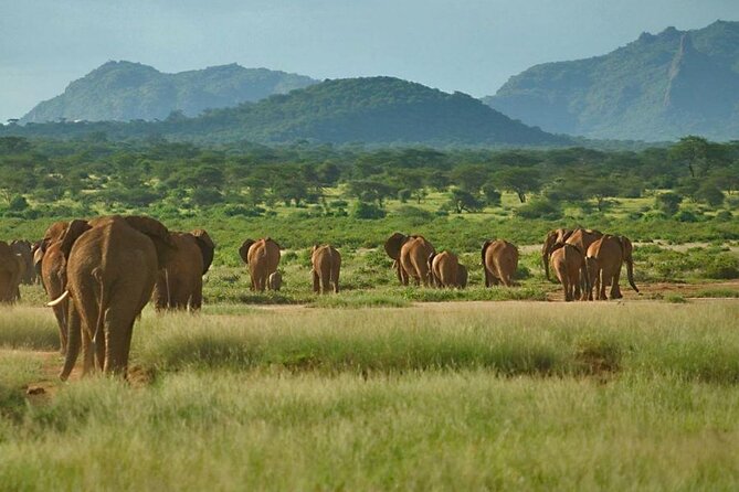6-Day Private Tour in Samburu, Nakuru and Maasai Mara - Important Booking Information