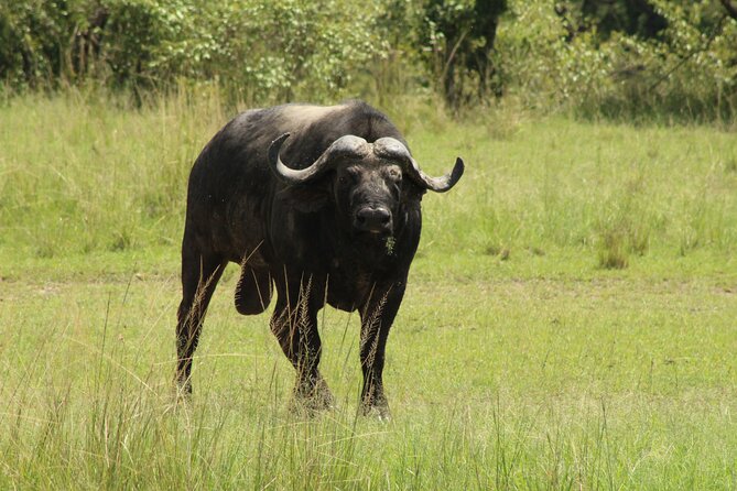 6-Day Safari Tour to Tarangire, Manyara, L. Eyasi & Ngorongoro