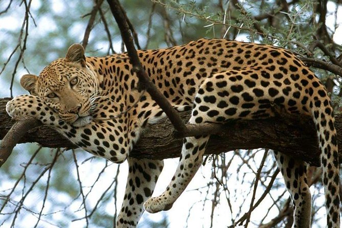 6 Days Budget Camping Tanzania Safari Highlights - Accessibility Features