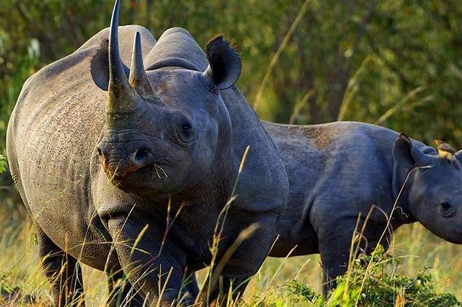 6 Days Budget Safari in Kenya - Safari Activities