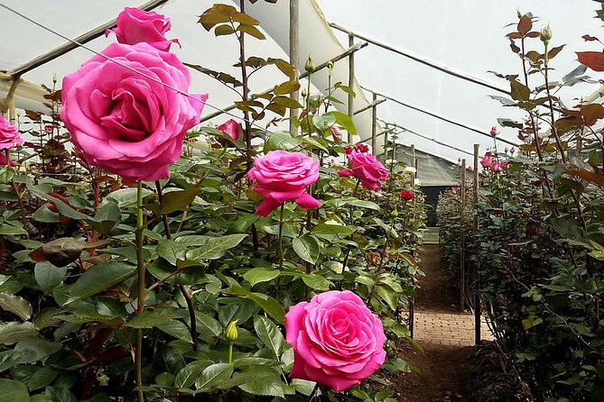 6 Days Ecuadorian Highlands Explorer: Roses, Biking, and Beyond - The Sum Up