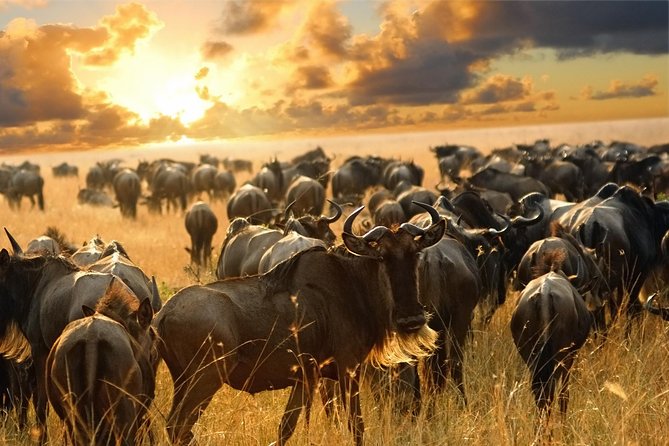 6 Days Kenya Safari Masai Mara, Lake Nakuru And Lake Baringo / Bogoria. - Booking Information