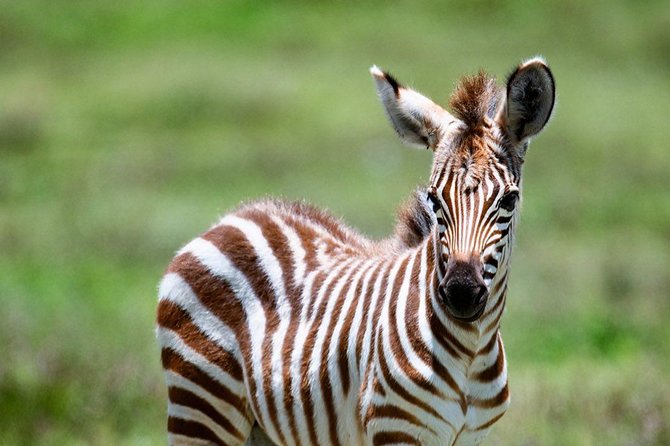 6 Days Lodge Safaris - Operator Information