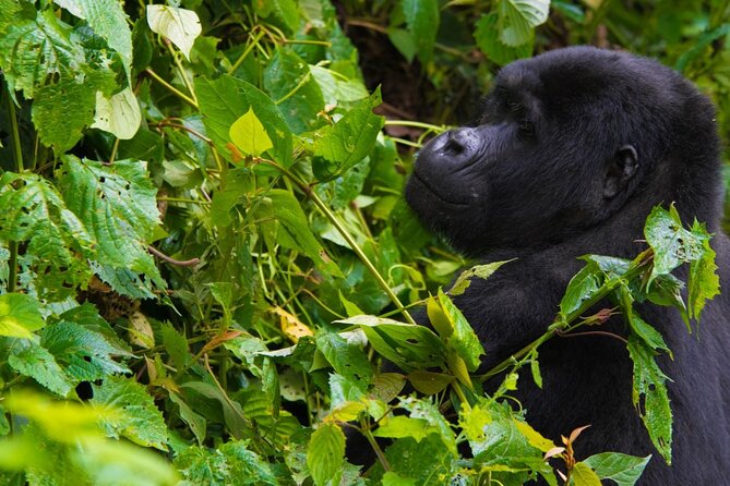 6 Days Primates and Game Drive Safari in Uganda - Day 6: Departure From Kampala