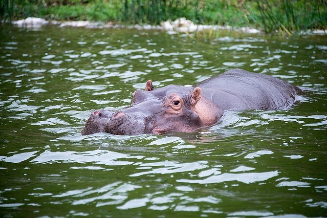 6 Days Queen Elizabeth , Bwindi and Lake Mburo Park Safari - Day 3: Bwindi Impenetrable Forest