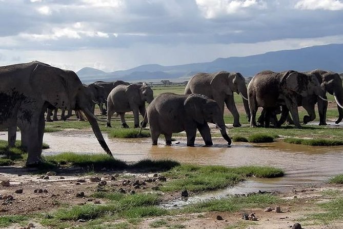6 Days Samburu Sweetwaters Lake Nakuru & Lake Naivasha Wildlife Safari - Safari Highlights