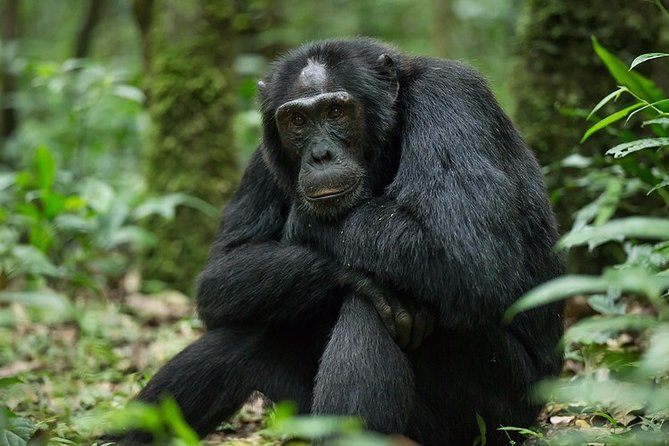 6 Days Savannah Wildlife &Primates Safari Trip. - Important Reminders