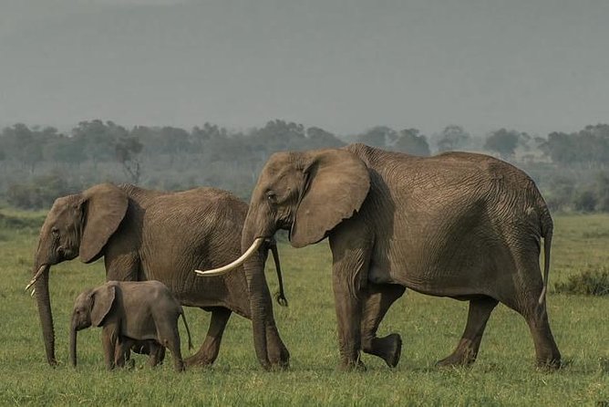 6 Days Unforgettable Safari in Masai Mara, Nakuru, and Amboseli, Kenya - Booking and Cancellation Policy