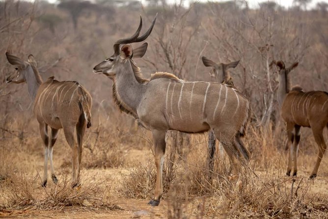 7 Day Experience Wildlife Nature and Culture Mikumi / Udzungwa & Ruhaa Park - Accommodation Details