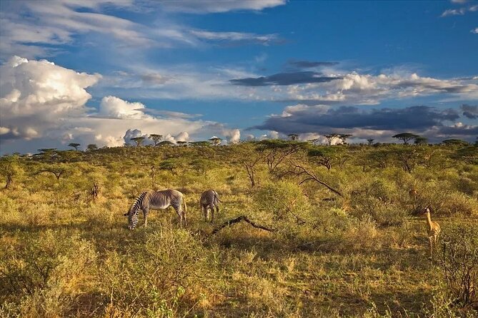 7 Days Big Five Safari Amboseli , Lake Nakuru and Masai Mara - Amboseli National Park Exploration