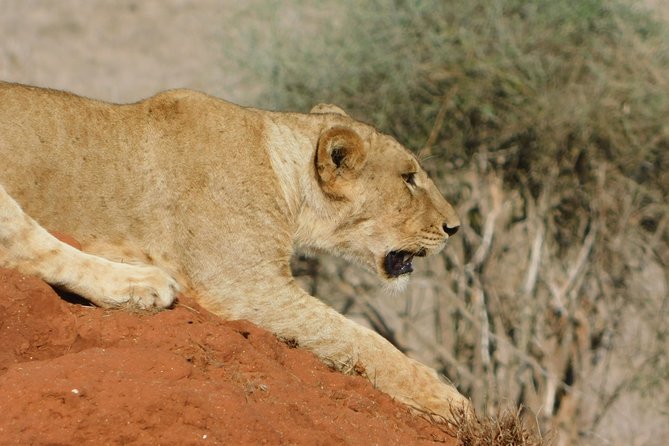 7 Days Bigfive Safari - NAIROBI - Booking Process