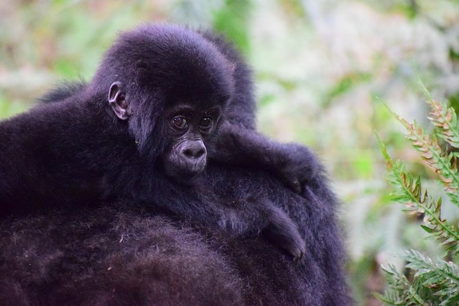 7 Days Gorilla and Queen Elizabeth Park Safari - Pickup and Transportation