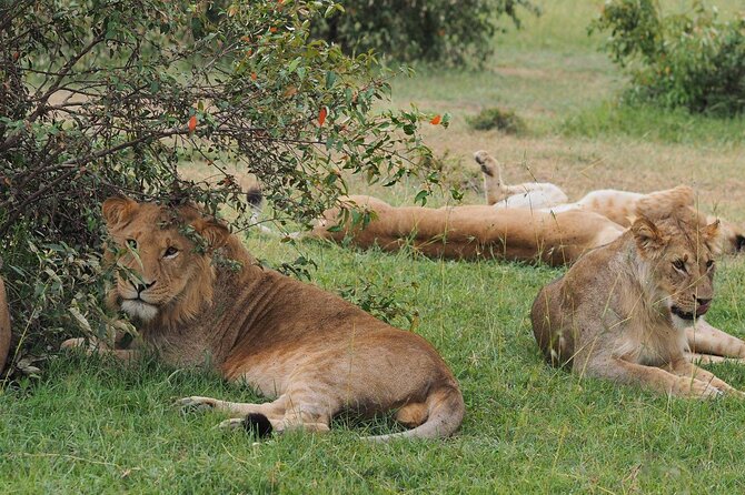 7 Days Kenya Luxury Safari and Beach Tour - Safari Excursions