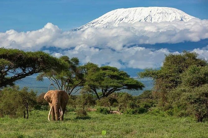 7 Days Safari and Beach Holiday Package From Mombasa - Pricing and Payment Options