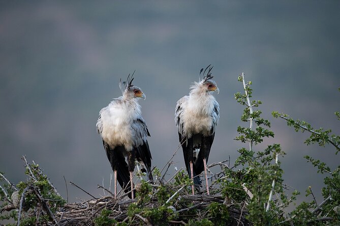 7 Days Tanzania Wildlife Safari: Manyara, Ngorongoro, Serengeti - Exclusions and Additional Costs