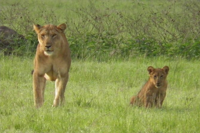7 Days Uganda Primates and Wildlife Private Safari - Transportation and Pickup Details