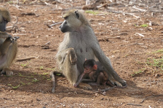 7 Days Vegans Private Safari Tour - Pickup Information