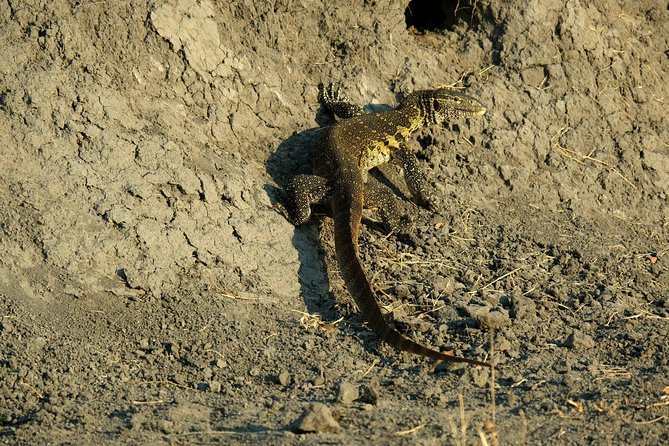 8 Day Private Botswana Camping Safari With Airport Pickup - Meeting and Pickup Information