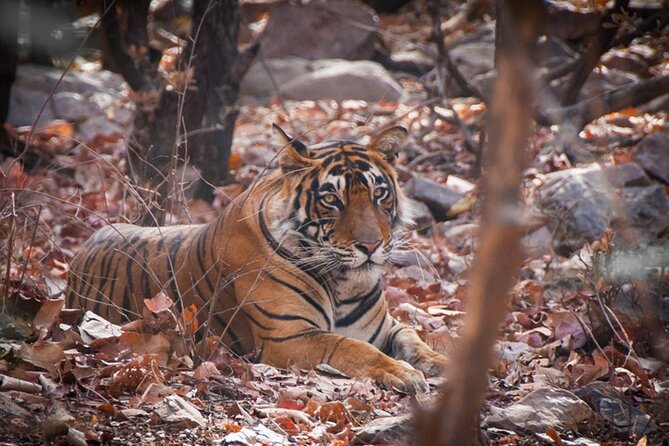 8-Day Private Golden Triangle Tour From New Delhi - Price and Booking