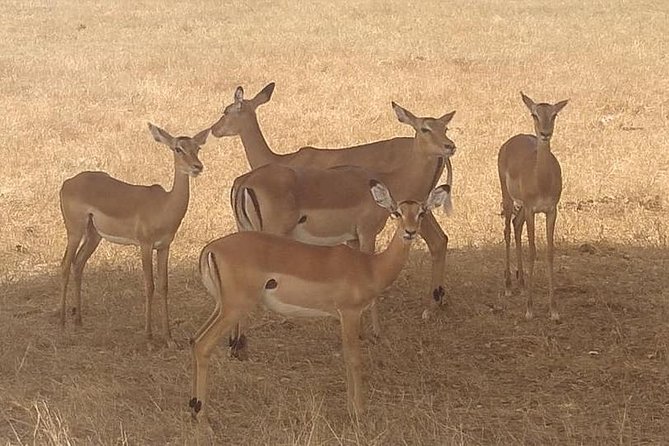 8 Days Flamingoes & Wildlife Safari - Cancellation Policy and Additional Info